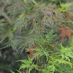 Acer Palmatum 'Emerald Lace' — photo 4