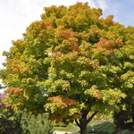Acer saccharum 'Green Mountain' — photo 5