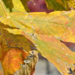 Acer saccharum 'Green Mountain' — photo 6