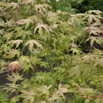 Acer Palmatum 'First Ghost' — photo 1