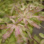 Acer Palmatum 'First Ghost' — photo 2