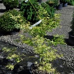 Acer Palmatum 'First Ghost' — photo 3