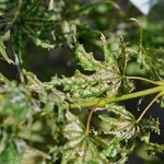 Acer Palmatum 'First Ghost' — photo 4