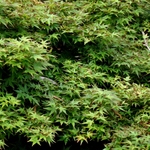 Acer Palmatum 'Hanami Nishiki' — photo 1
