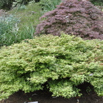 Acer Palmatum 'Hanami Nishiki' — photo 2