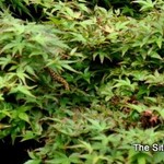 Acer Palmatum 'Hanami Nishiki' — photo 3