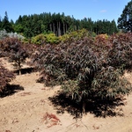 Acer Palmatum 'Hubbs Red Willow' — photo 1