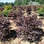 Acer Palmatum 'Hubbs Red Willow' — photo 2