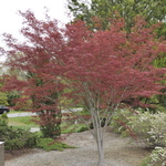 Acer Palmatum 'Hubbs Red Willow' — photo 3