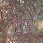 Acer Palmatum 'Hubbs Red Willow' — photo 4