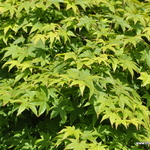 Acer Palmatum 'Kashima' — photo 1
