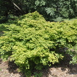 Acer Palmatum 'Kashima' — photo 2