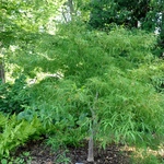 Acer Palmatum 'Koto No Ito' — photo 1