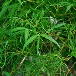Acer Palmatum 'Koto No Ito' — photo 2