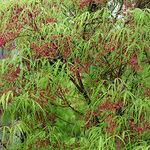 Acer Palmatum 'Koto No Ito' — photo 3