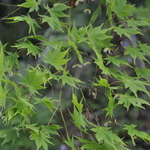 Acer Palmatum 'Matsuyoi' — photo 1