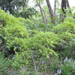 Acer Palmatum 'Matsuyoi' — photo 2