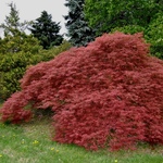 Acer Palmatum 'Mioun' — photo 1