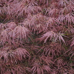 Acer Palmatum 'Mioun' — photo 2