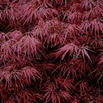 Acer Palmatum 'Mioun' — photo 3