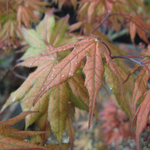 Acer  Palmatum  'Azuma Murasaki' — photo 1