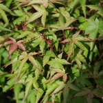 Acer  Palmatum  'Azuma Murasaki' — photo 2