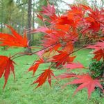 Acer  Palmatum  'Azuma Murasaki' — photo 3