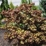 Acer Palmatum 'Orange Sunset' — photo 1