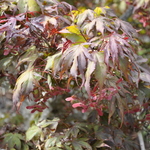 Acer Palmatum 'Orange Sunset' — photo 2