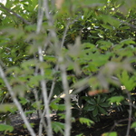 Acer circinatum 'Pacific Purple' — photo 1