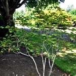 Acer circinatum 'Pacific Purple' — photo 2