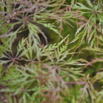 Acer Palmatum 'Raraflora' — photo 1