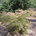 Acer Palmatum 'Raraflora' — photo 2