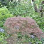 Acer Palmatum 'Raraflora' — photo 3