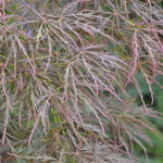 Acer Palmatum 'Raraflora' — photo 4