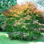 Acer Palmatum 'Red Baron' — photo 1