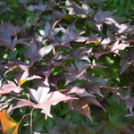 Acer Palmatum 'Red Baron' — photo 2