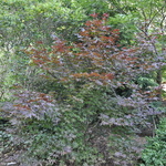 Acer Palmatum 'Red Baron' — photo 3