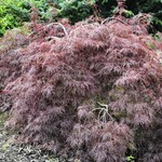 Acer Palmatum 'Red Filigree Lace' — photo 1