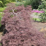 Acer Palmatum 'Red Filigree Lace' — photo 2