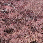 Acer Palmatum 'Red Filigree Lace' — photo 3