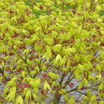 Acer Palmatum 'Shigitatsu Sawa' — photo 1