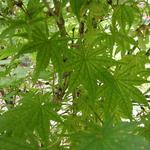 Acer Palmatum 'Shigitatsu Sawa' — photo 2