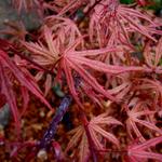 Acer Palmatum 'Shigitatsu Sawa' — photo 3