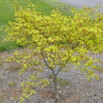 Acer Palmatum 'Shigitatsu Sawa' — photo 4
