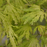 Acer Palmatum 'Sister Ghost' — photo 1