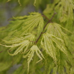 Acer Palmatum 'Sister Ghost' — photo 2
