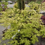 Acer Palmatum 'Sister Ghost' — photo 3