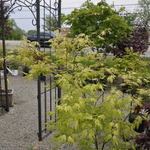 Acer Palmatum 'Sister Ghost' — photo 4