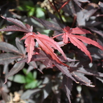 Acer Palmatum 'Skeeters Broom' — photo 1
